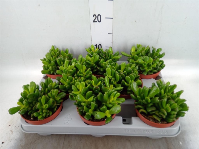 <h4>Crassula ovata 'Gandalf'</h4>