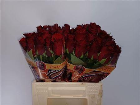 <h4>R Gr Explorer</h4>