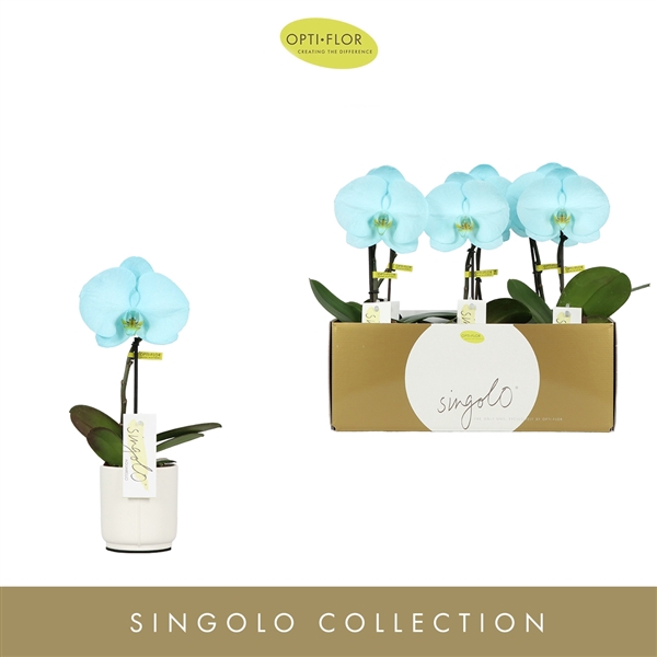 <h4>Singolo Aquarello Azure in Lazio White</h4>