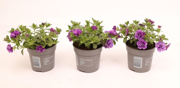 <h4>Calibrachoa Double Cabaret Blue</h4>