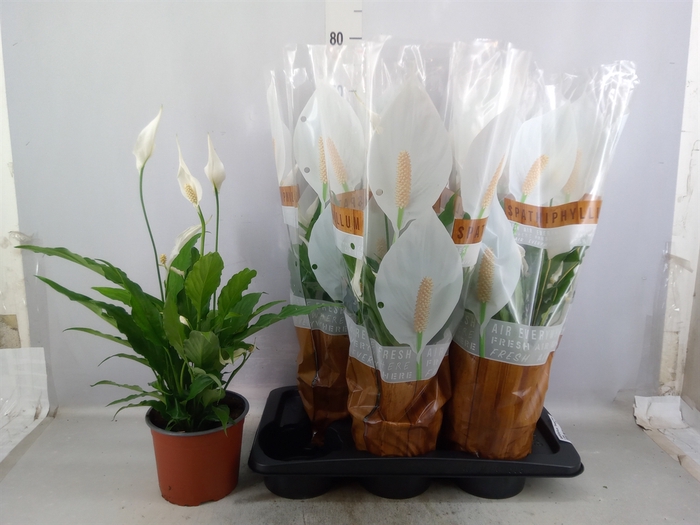 <h4>Spathiphyllum  'Sweet Chico'</h4>