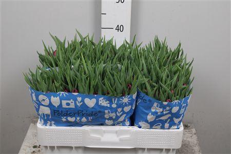 <h4>Tu Du World Bowl</h4>