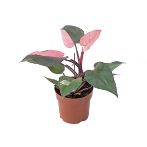 PHILODENDRON PINK PRINCESS P17