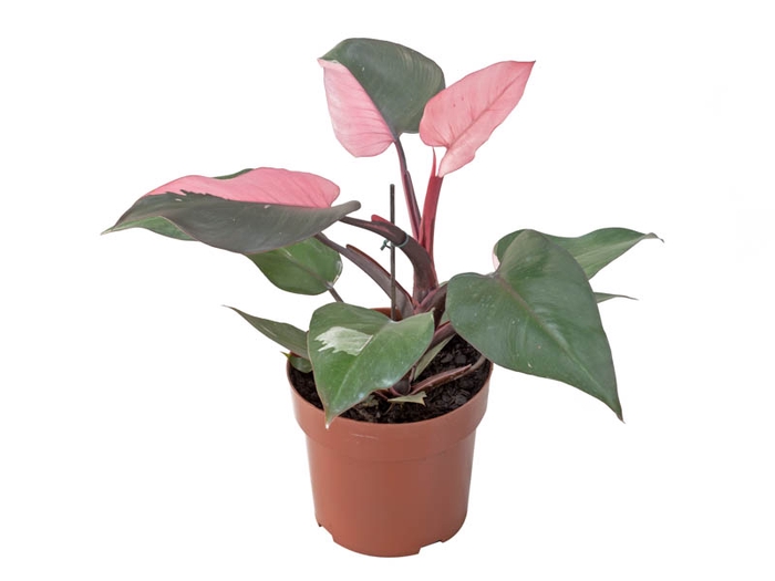 <h4>PHILODENDRON PINK PRINCESS P17</h4>
