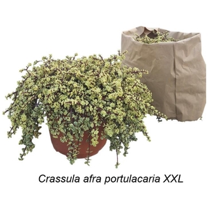 PORTULAC A VARIEGATA