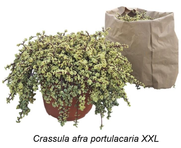 <h4>PORTULAC A VARIEGATA</h4>