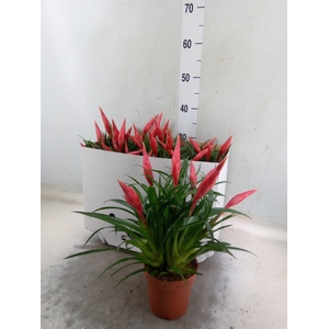 Vriesea  'Astrid'