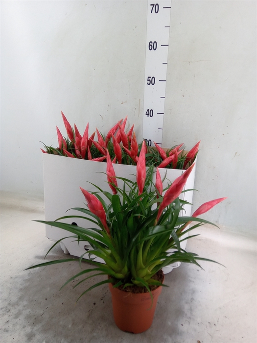 <h4>Vriesea  'Astrid'</h4>