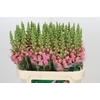 Antirrhinum Opus Pink