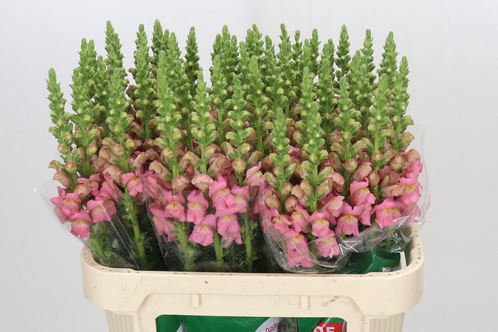 <h4>Antirrhinum Opus Pink</h4>