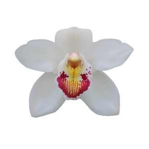 CYMB T MARILYN MONROE