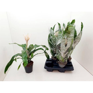 AECHMEA FAS PRONTOO P15