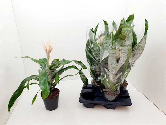 <h4>AECHMEA FAS PRONTOO P15</h4>