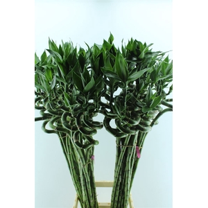 Drac S Lucky Bamboo 100cm