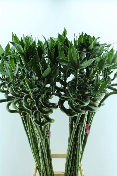 <h4>Drac S Lucky Bamboo 100cm</h4>