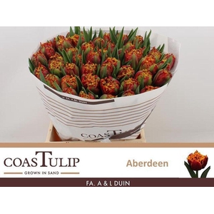 Tulipa fr aberdeen