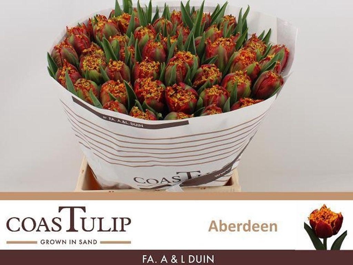 <h4>Tulipa fr aberdeen</h4>