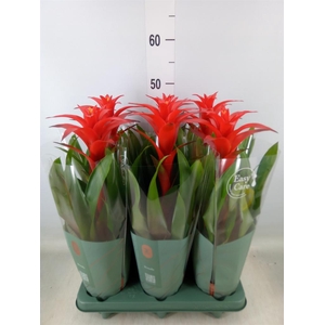 Guzmania  'Calypso'