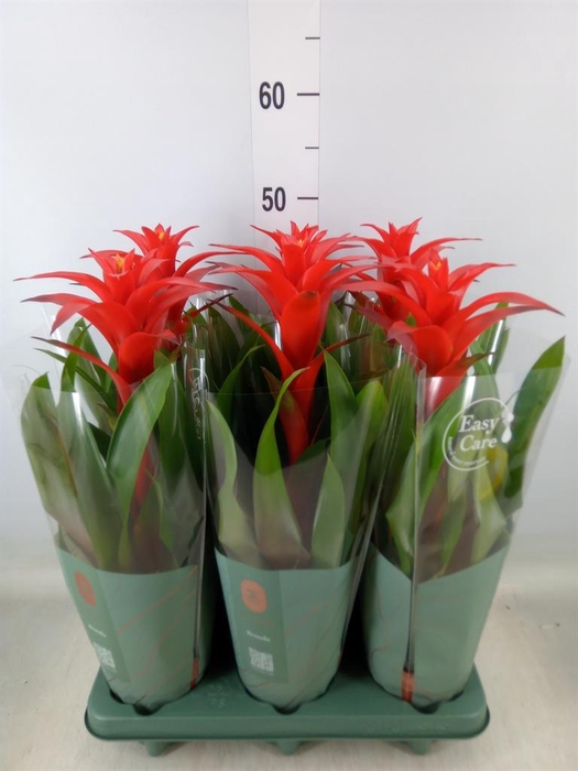 <h4>Guzmania  'Calypso'</h4>