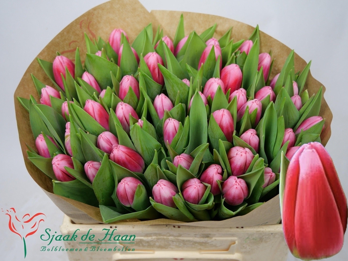 <h4>TU EN CIRCUIT</h4>