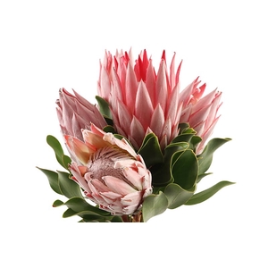 PROTEA CYNAROIDES