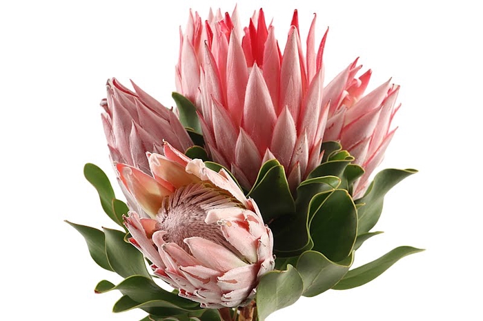 <h4>PROTEA CYNAROIDES</h4>