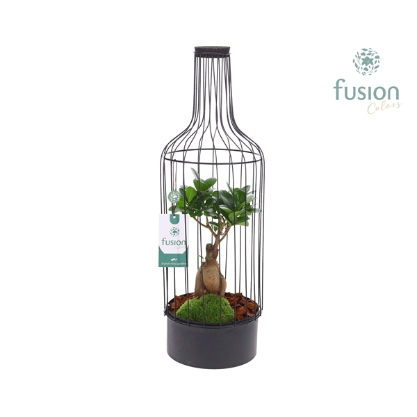 Fles metaal zwart Large met Ficus Ginseng