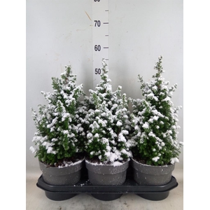 Chamaecyparis thyo. 'Top Point'