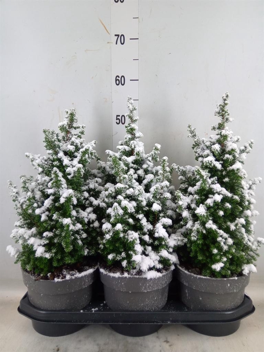 <h4>Chamaecyparis thyo. 'Top Point'</h4>