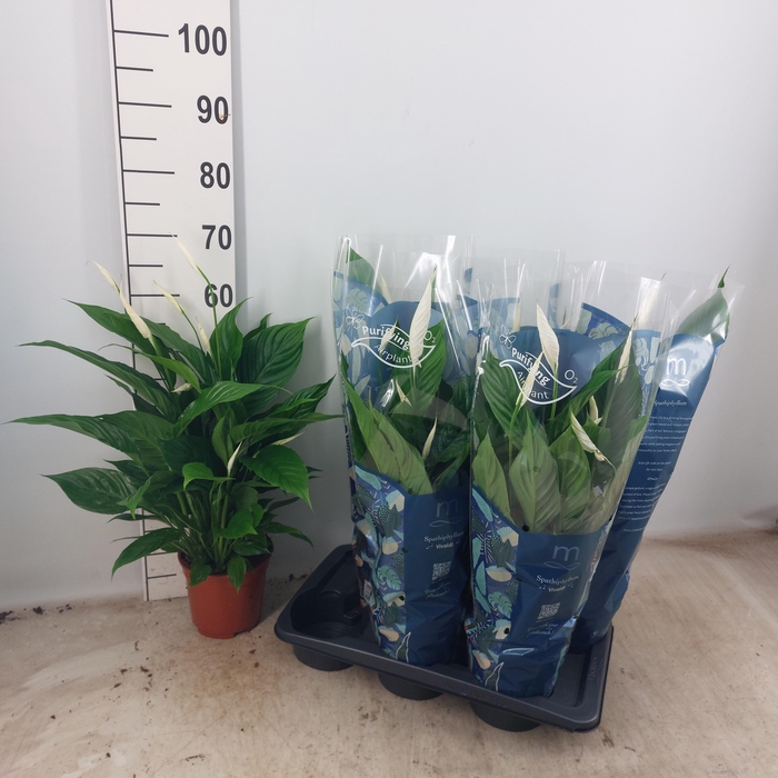 <h4>SPATH VIVALDI</h4>