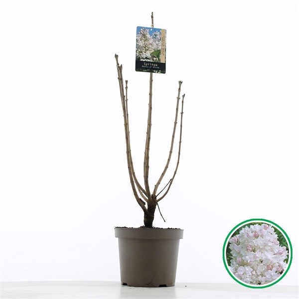 <h4>Syringa vulgaris 'Beauty of Moscow' C5 (23cm.)</h4>