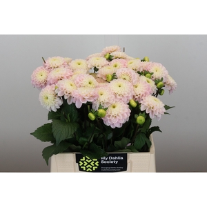 Dahlia Wizard of Oz