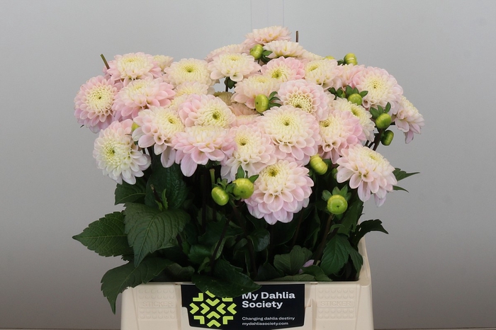 <h4>Dahlia Wizard of Oz</h4>