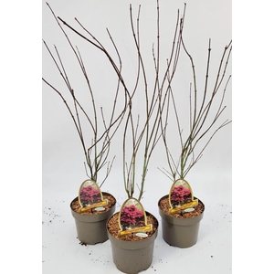 Acer palmatum Atropurpureum