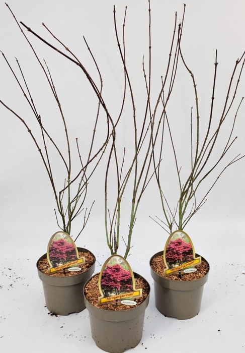 <h4>Acer palmatum Atropurpureum</h4>