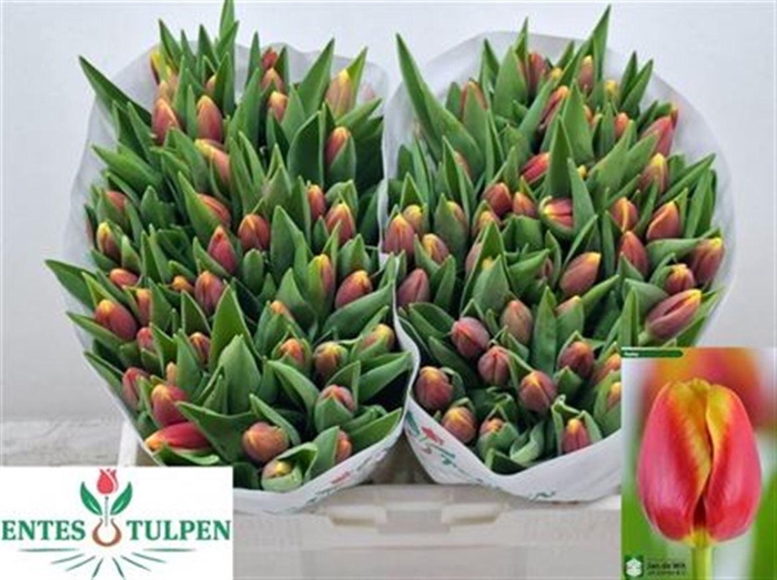 <h4>Tu En Replay</h4>