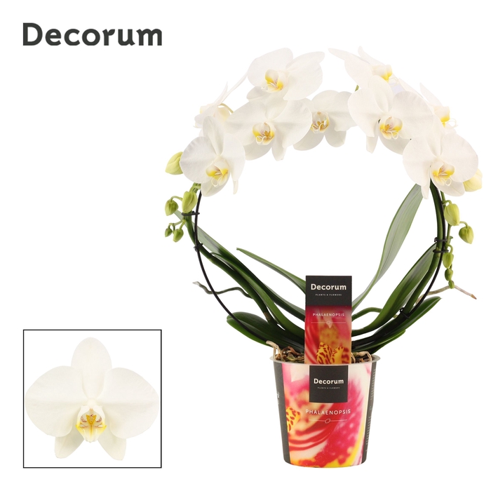 <h4>Phalaenopsis boog wit (Decorum)</h4>