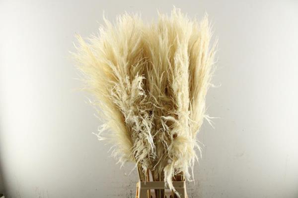 <h4>Siergras Cortaderia (inh 60)</h4>