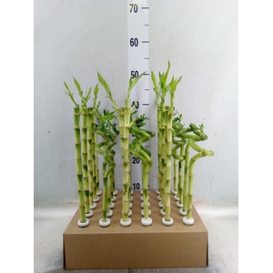 Dracaena sand. 'Lucky Bamboo' ..pyr