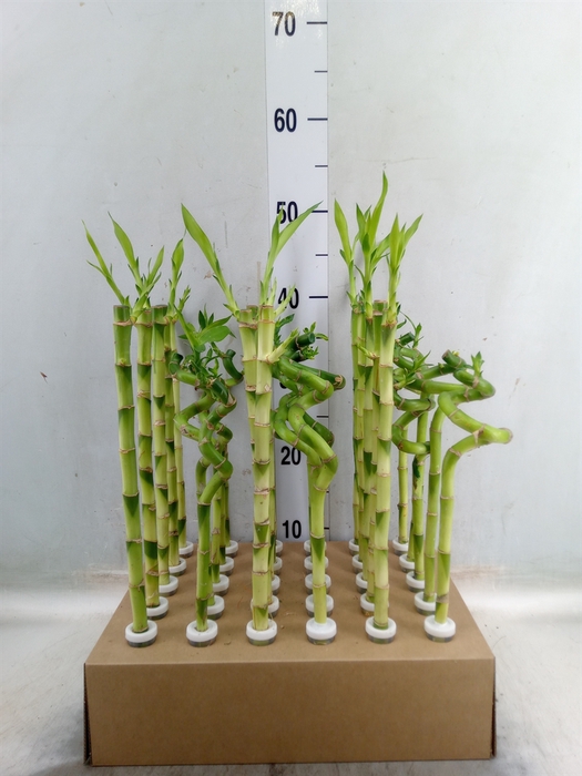 <h4>Dracaena sand. 'Lucky Bamboo' ..pyr</h4>