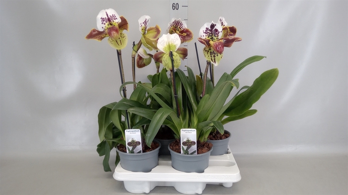 <h4>Paphiopedilum american hybride mix</h4>