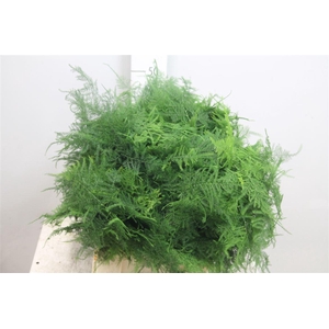 Asparagus Setaceus