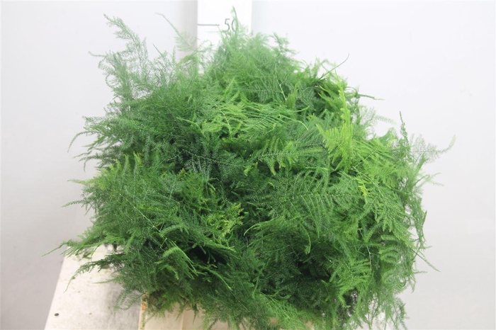 <h4>Asparagus Setaceus</h4>