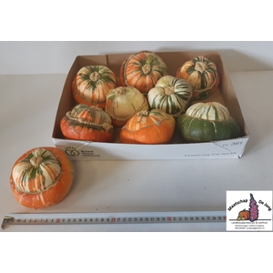 CUCURBITA