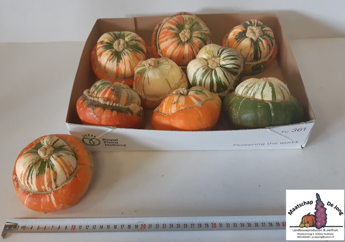 <h4>CUCURBITA</h4>