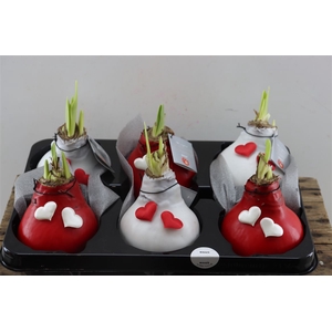 Wax Hipp Rood Kerst