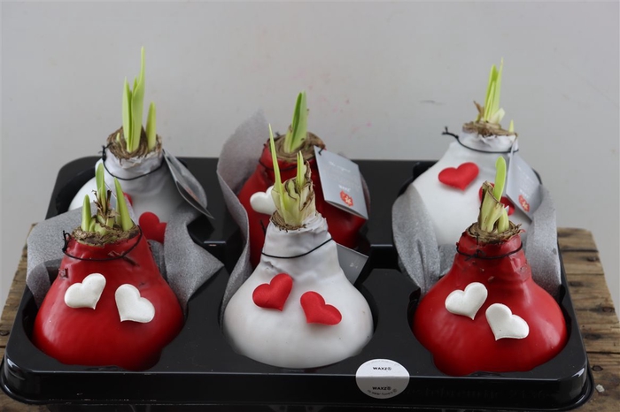 <h4>Wax Hipp Rood Kerst</h4>