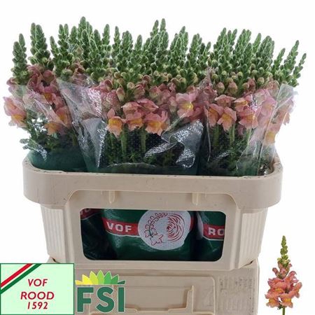 <h4>Antir Toulon Apricot</h4>