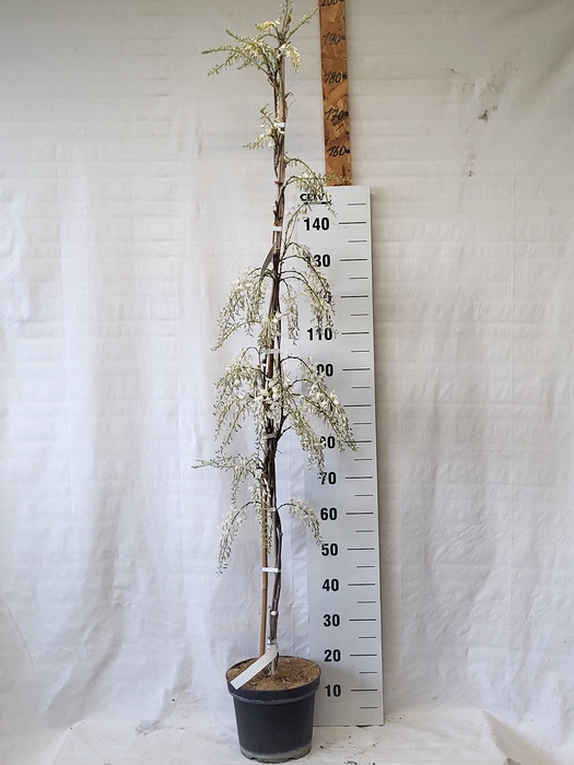 <h4>WIST SIN ALBA</h4>