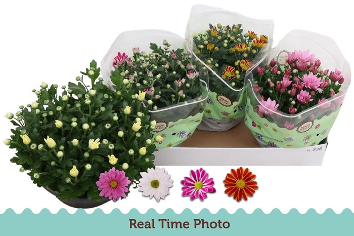 <h4>CHRYS GEM 4 KL</h4>